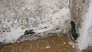moldy basement